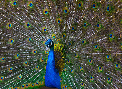 Масленичные гуляния на Павлиньей ферме, блины с чаем и МК печем жаворонков.