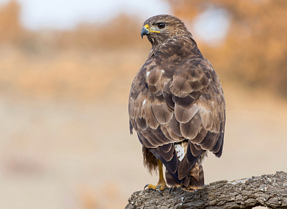 Тур в питомник диких птиц Холзан + Тальков камень. Сысерть.