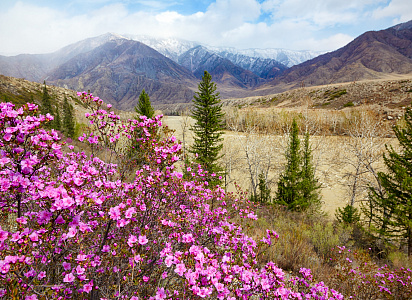 Алтай. Цветение маральника — экскурсионный автобусный тур