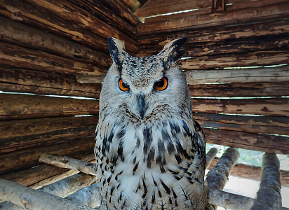 Тур в питомник диких птиц Холзан + Тальков камень. Сысерть.